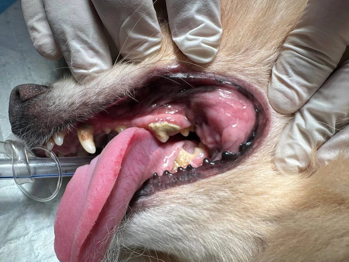 A dog under anesthesia for a dental cleaning, tartar visible on the teeth before scaling