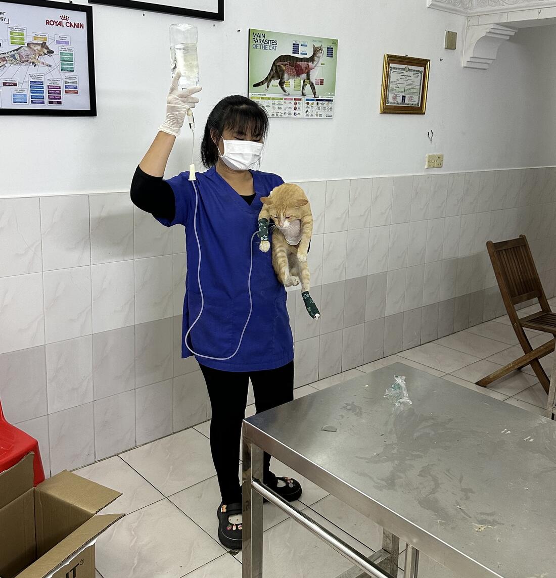A Cambovet nurse carrying a cat on a drip through the treatment room