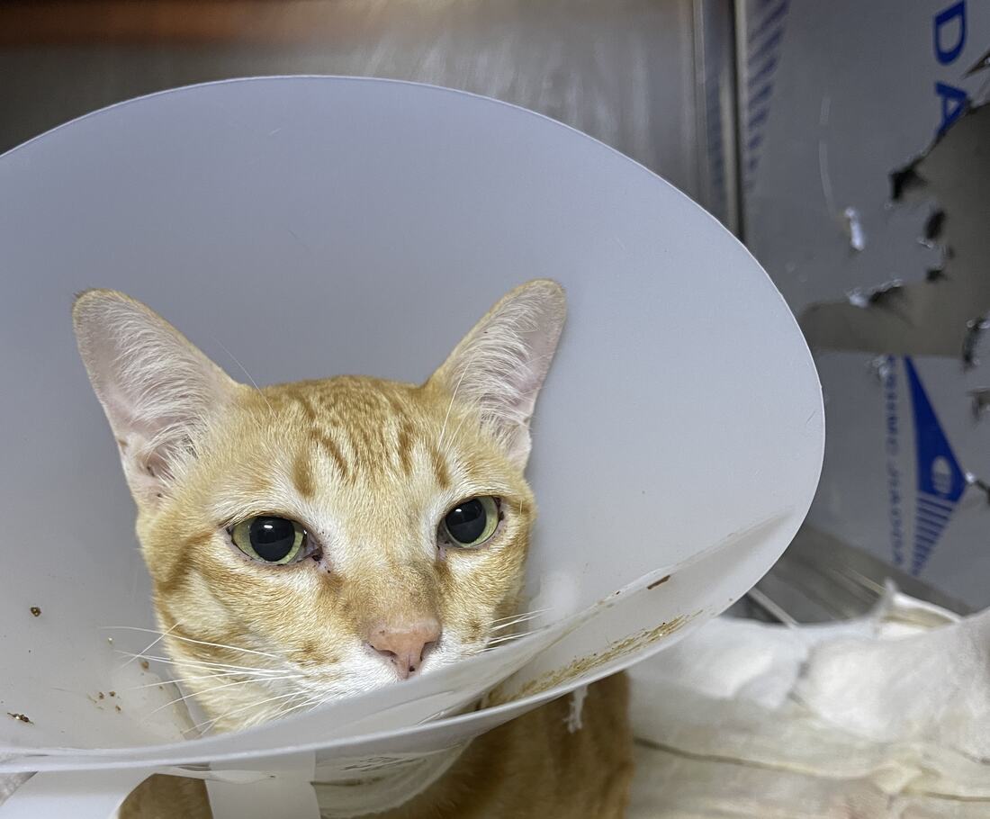 A cat resting in the inpatient ward after treatment, in a recovery collar
