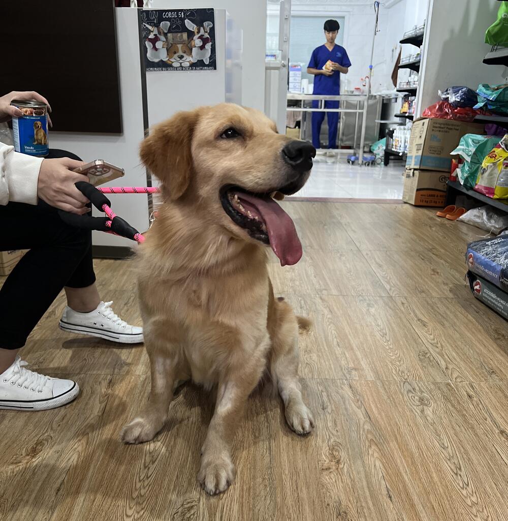 ឆ្កែ​ Golden Retriever កំពុងអង្គុយយ៉ាងរីករាយក្នុងបន្ទប់ទទួលភ្ញៀវរបស់ Cambovet ខណៈដែលម្ចាស់របស់គេកំពុងតែកាន់ខ្សែក។