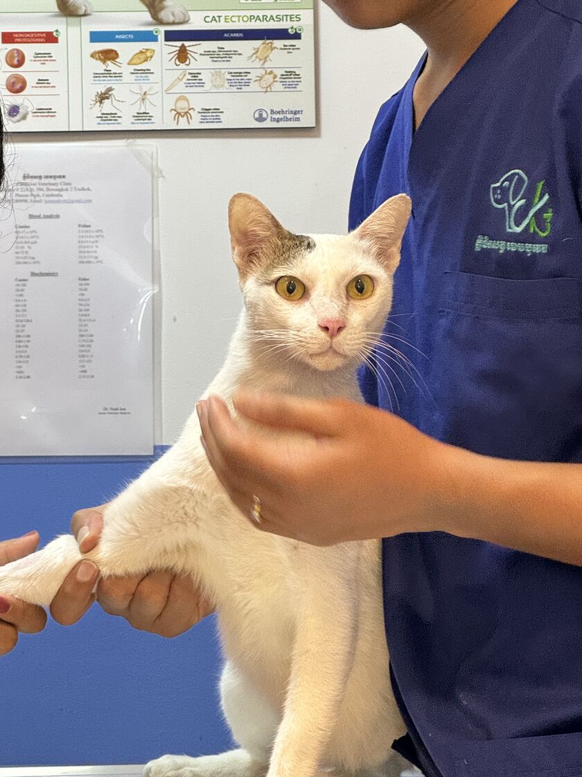 A Cambovet team member in a branded scrub holding a white cat with a bandaged front leg