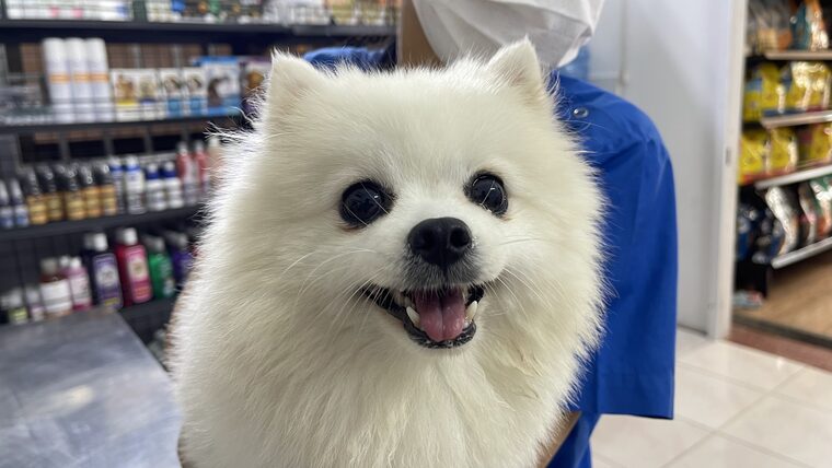 A white Pomeranian smiling in the Cambovet pet shop