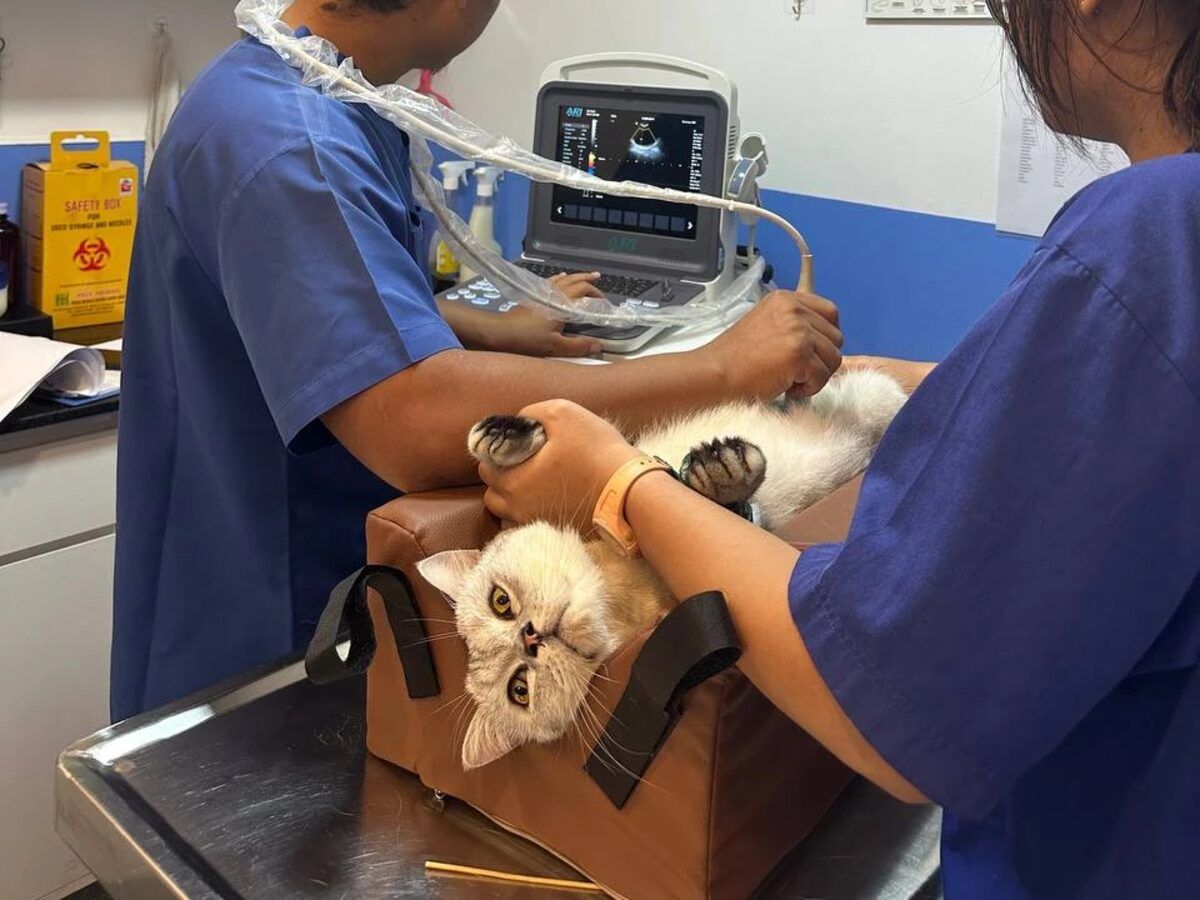 A cat held in a support cushion for an abdominal ultrasound, the scan visible on the screen